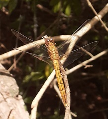 Orthetrum coerulescens