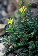 Barbarea taiwaniana