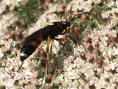 Ichneumon sarcitorius