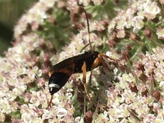 Ichneumon sarcitorius