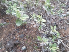 Ambrosia chenopodiifolia