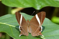 Abisara neophron