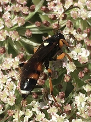 Ichneumon sarcitorius