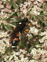 Ichneumon sarcitorius
