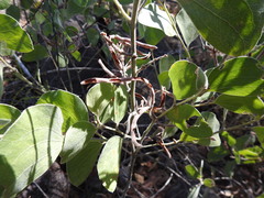Acacia humifusa