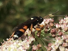 Ichneumon sarcitorius