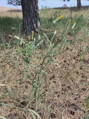 Tragopogon bjelorussicus