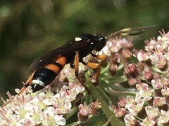 Ichneumon sarcitorius