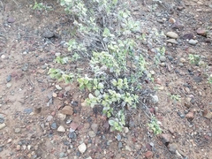 Ambrosia chenopodiifolia