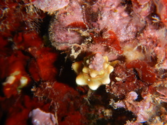 Tarantinaea lignaria