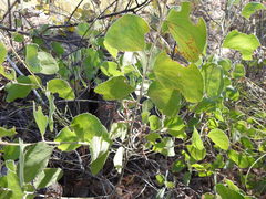 Acacia humifusa