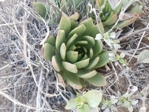 Image of Dudleya ingens by no rights reserved