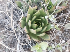 Dudleya ingens