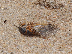 Tibicina