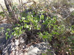 Acacia humifusa