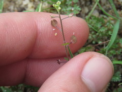 Lepidium lasiocarpum