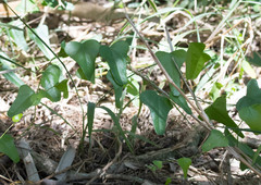 Cocculus diversifolius