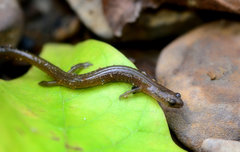 Eurycea multiplicata