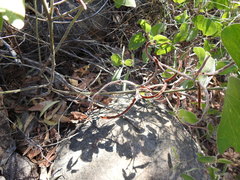 Acacia humifusa