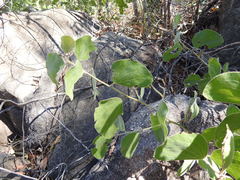 Acacia humifusa