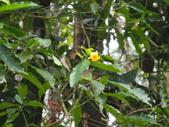 Tabernaemontana robinsonii