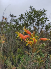 Siphocampylus columnae