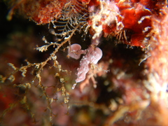 Eudendrium racemosum