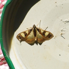 Glyphodes boseae
