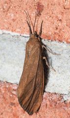 Virbia opella