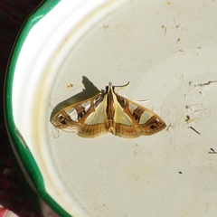 Glyphodes boseae