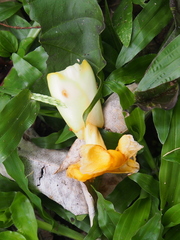 Tabernaemontana robinsonii