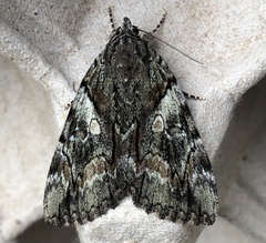 Catocala blandula