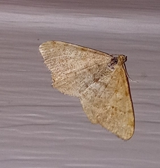 Aethalura intertexta