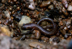 Eurycea multiplicata