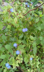 Ceratostigma plumbaginoides