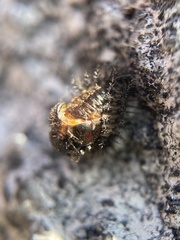 Chilocorus renipustulatus