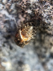 Chilocorus renipustulatus