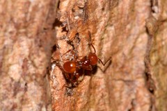 Pristomyrmex