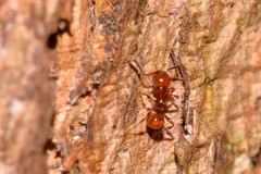 Pristomyrmex
