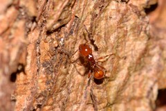 Pristomyrmex