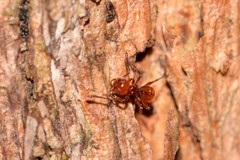 Pristomyrmex