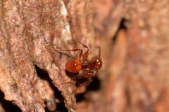 Pristomyrmex