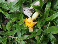 Tabernaemontana robinsonii