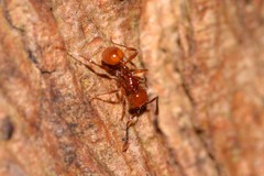 Pristomyrmex