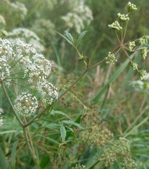 Cicuta virosa