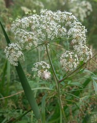 Cicuta virosa