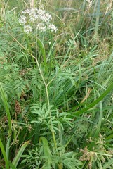 Cicuta virosa