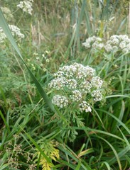 Cicuta virosa