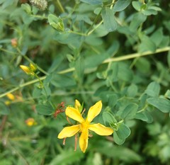 Hypericum perforatum