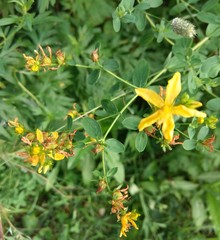 Hypericum perforatum